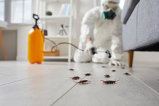 Commercial Kitchen Cockroach Control in Circle Pines